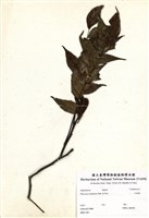 藏品(化香樹)的圖片